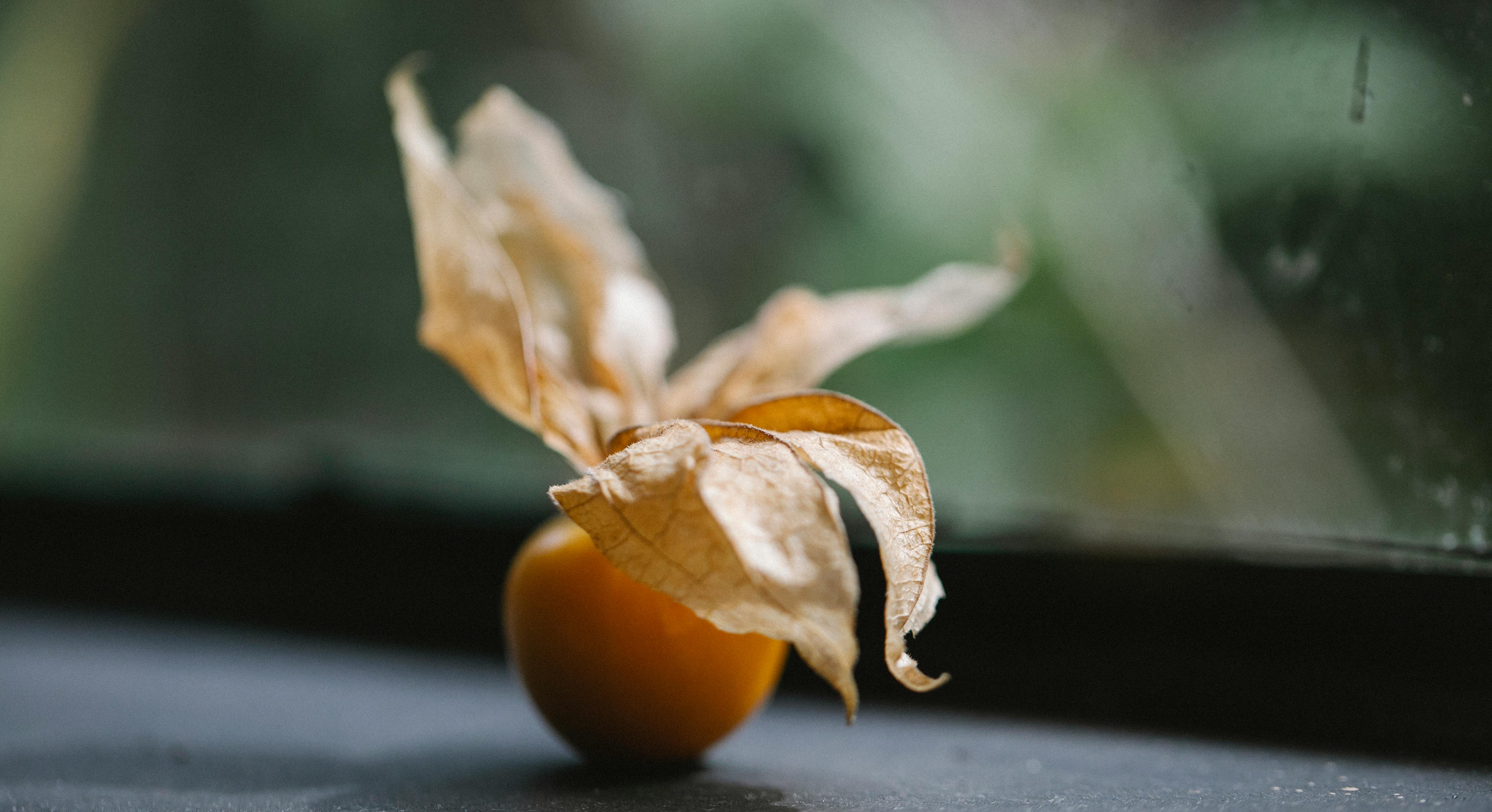 fruit of physalis on table