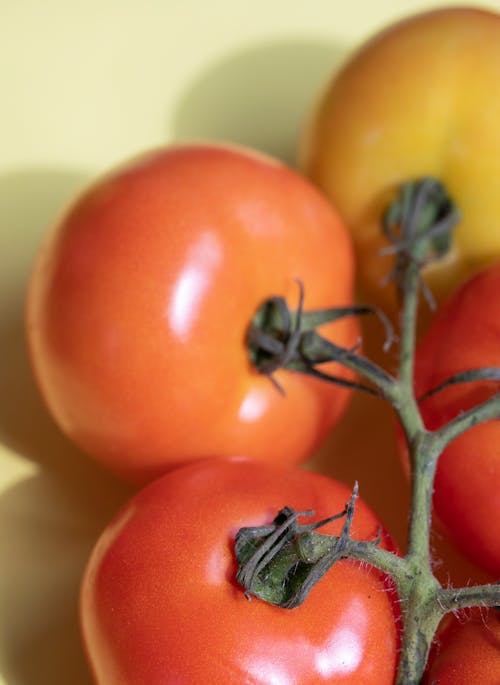 From above of fresh shiny ripe red and orange tomatoes on green stem located on white background