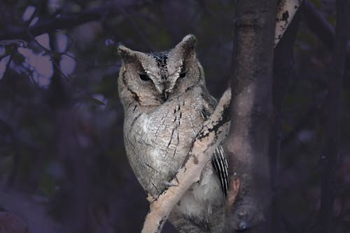 Foto stok gratis burung hantu, burung malam, scops owl