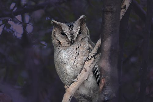 Ilmainen kuvapankkikuva tunnisteilla pöllö, scops pöllö, yölintu