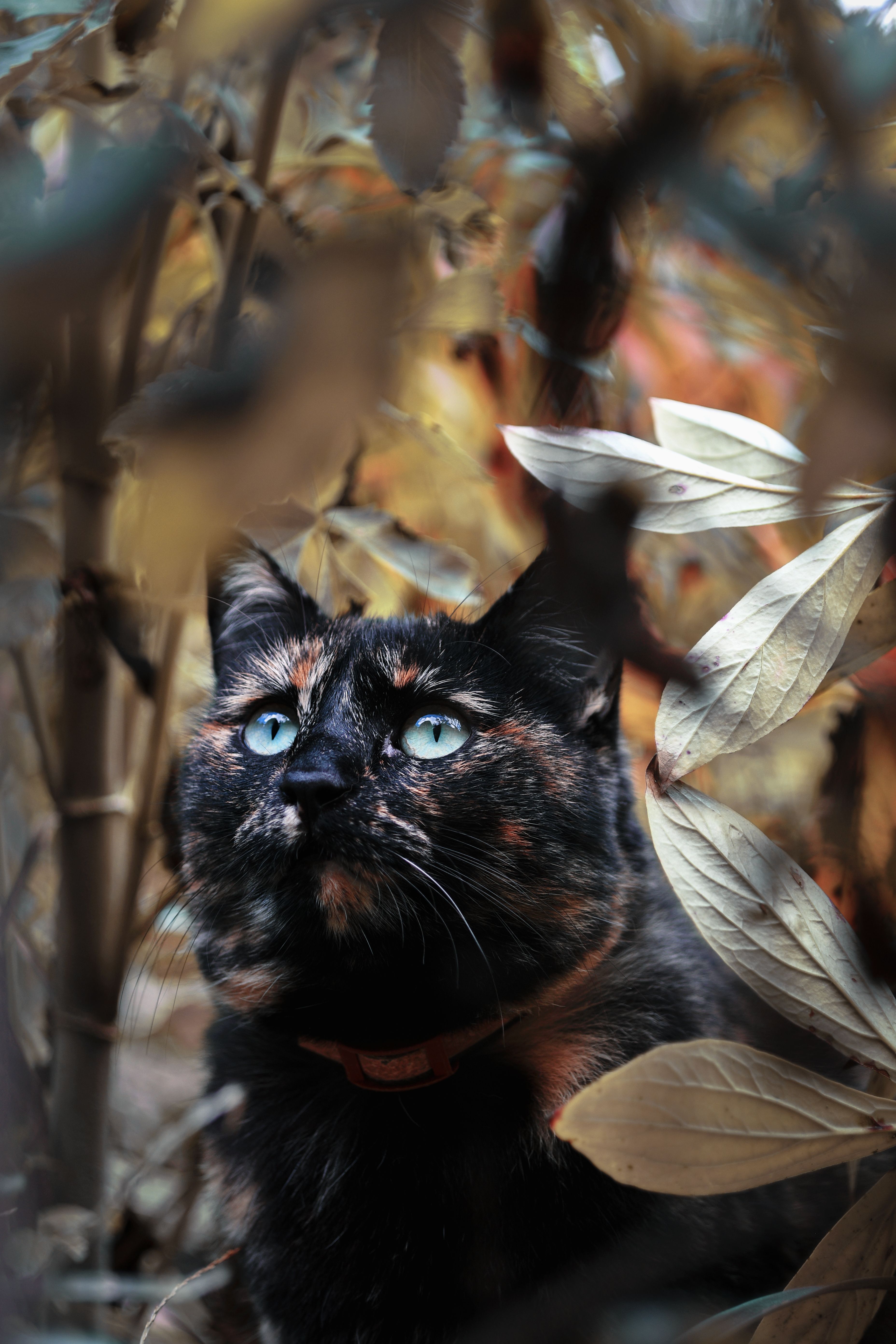 一只龟猫透过秋叶窥视，捕捉秋日的温暖