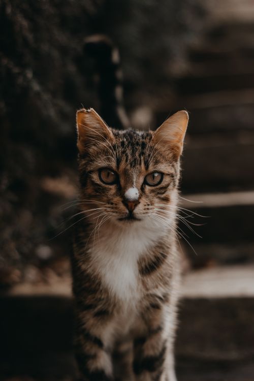 Free Charming close-up of a curious tabby cat with intricate fur details and striking eyes. Stock Photo