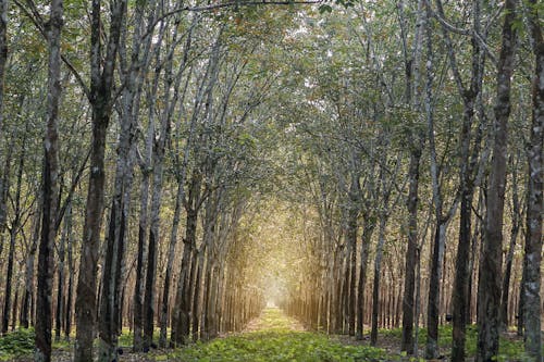 A Pathway between Trees