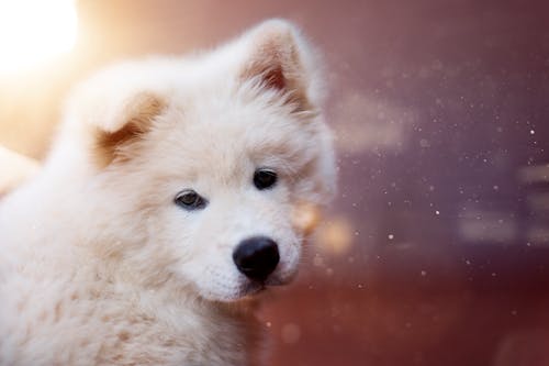 Close-up Photography of Medium-coated Tan Dog