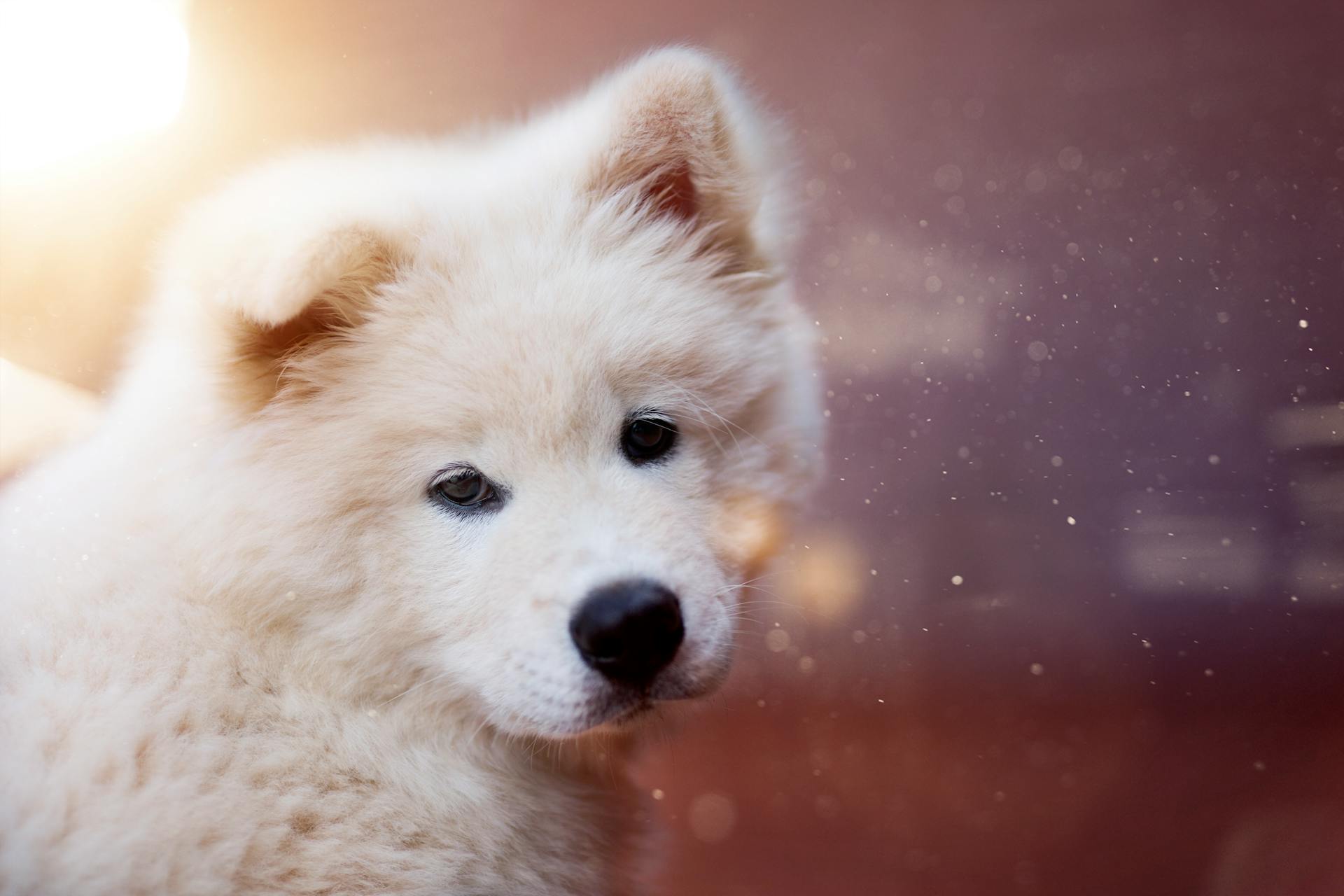 Close-up Photography of Medium-coated Tan Dog