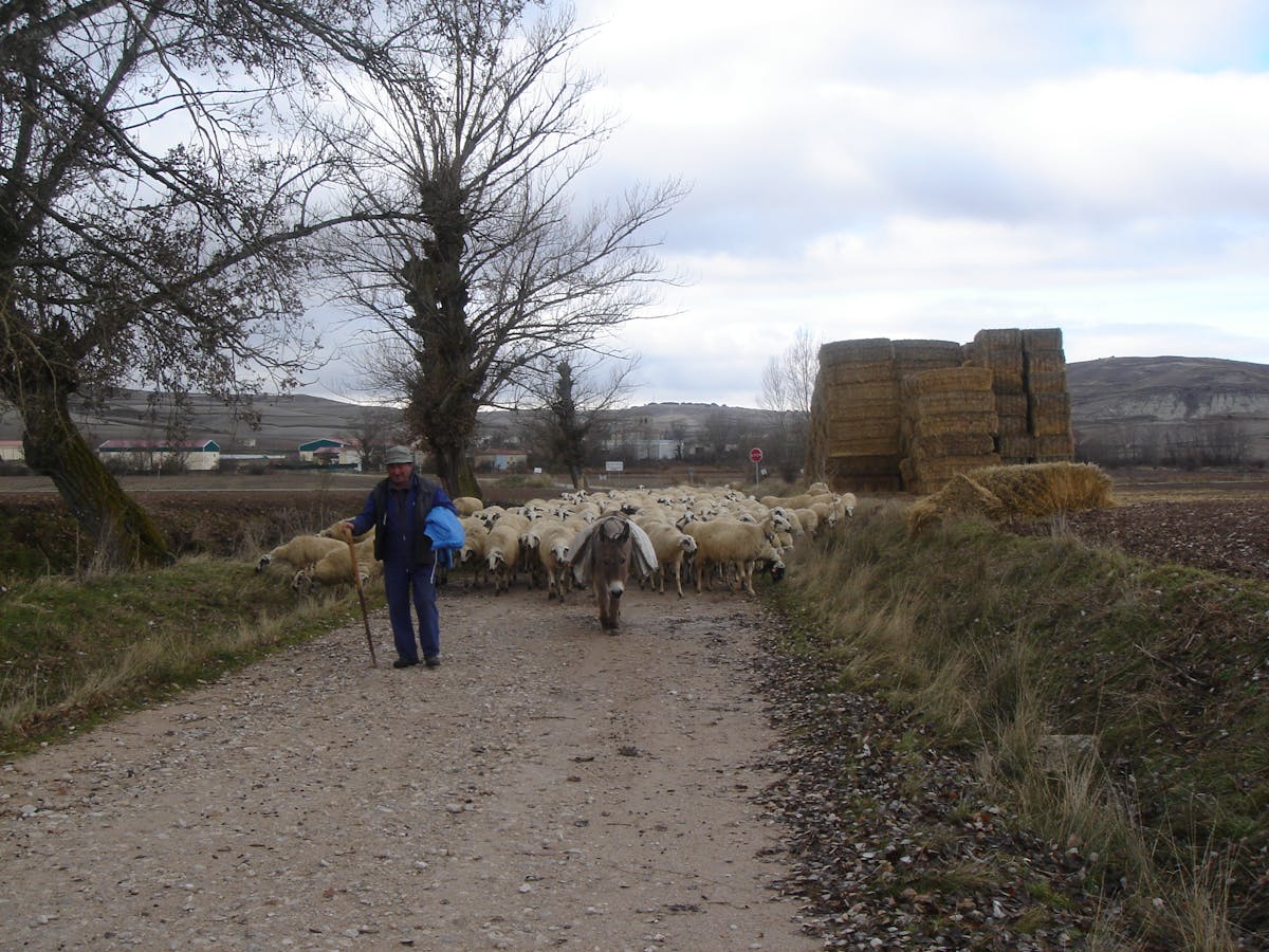 Mushroom latte in a ceramic mug on a wooden table with scattered coffee beans and cocoa powder