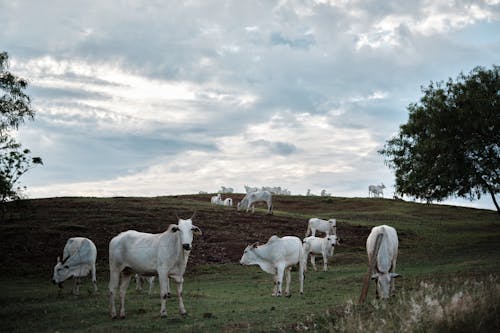 一群動物, 公牛, 农场生活 的 免费素材图片