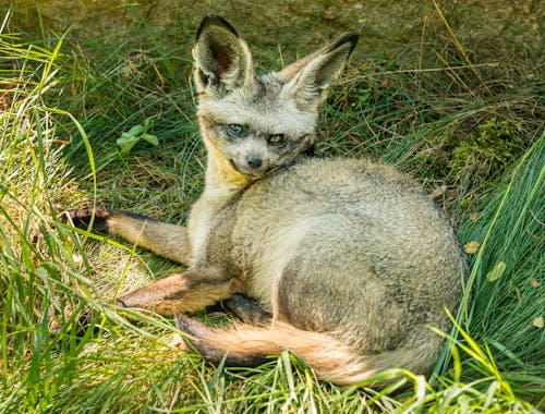 A Fox Lying on the Grass