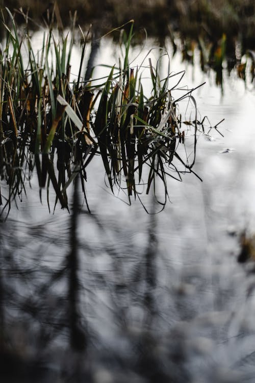 Kostnadsfri bild av damm, gräs, miljö