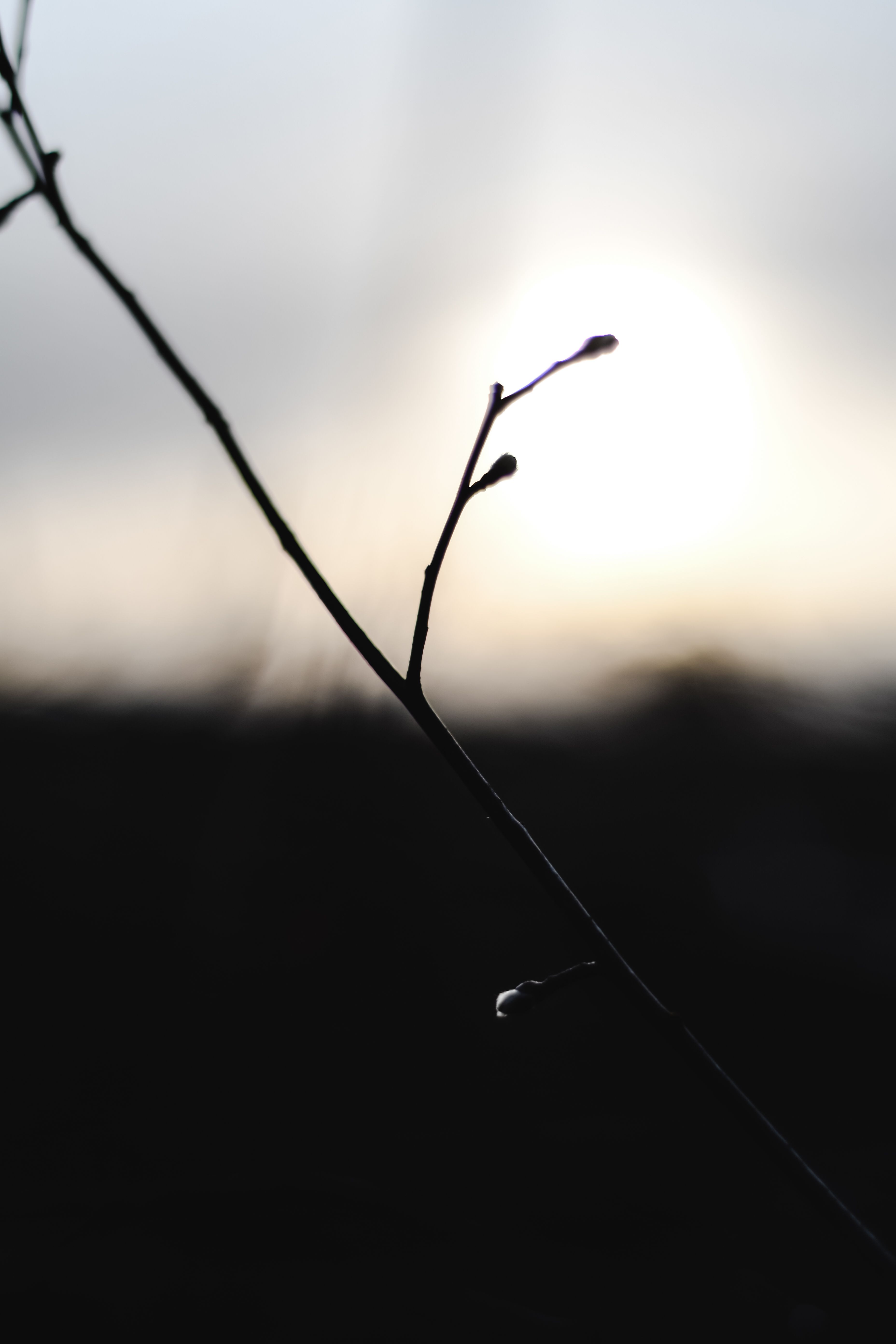 赫尔辛基日出时，植物剪影的简约照片捕捉了大自然的美丽
