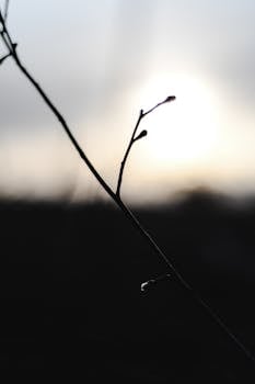 Minimalist photo of a plant silhouette against a Helsinki sunrise, capturing nature's beauty.