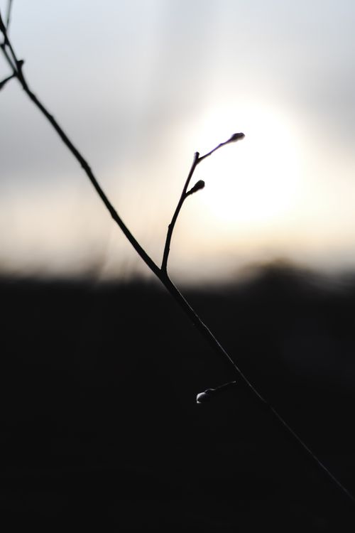 Free Minimalist photo of a plant silhouette against a Helsinki sunrise, capturing nature's beauty. Stock Photo