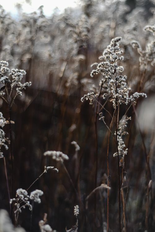 Free Close-up of wildflowers covered in snow during winter in Helsinki, Finland. Stock Photo