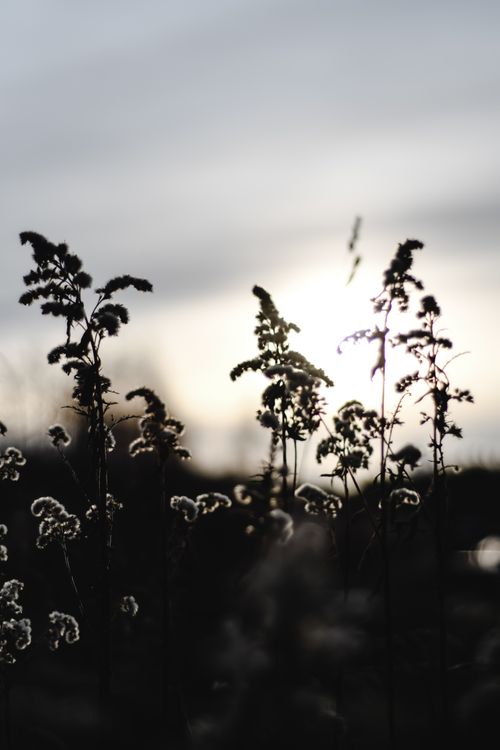 Free Artistic silhouette of wild plants at sunset in Helsinki, evoking tranquility and nature's beauty. Stock Photo