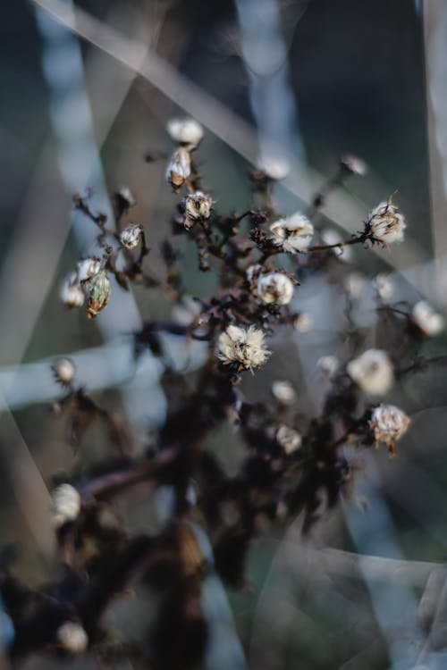 Close-up Photo of Dried White Flowers