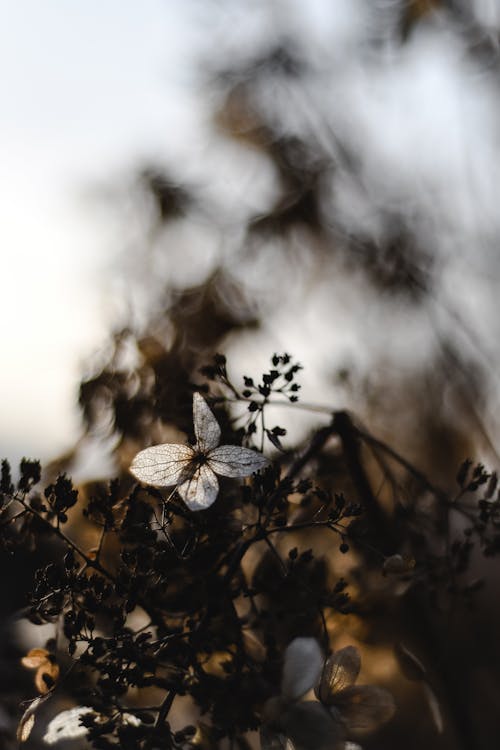 Close-Up Shot of Leaves