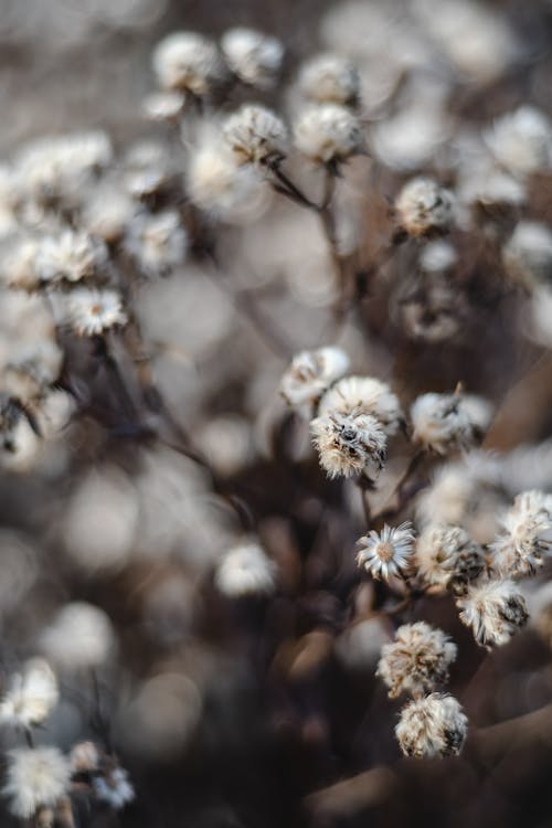 Close-Up Shot of Dry Flowers