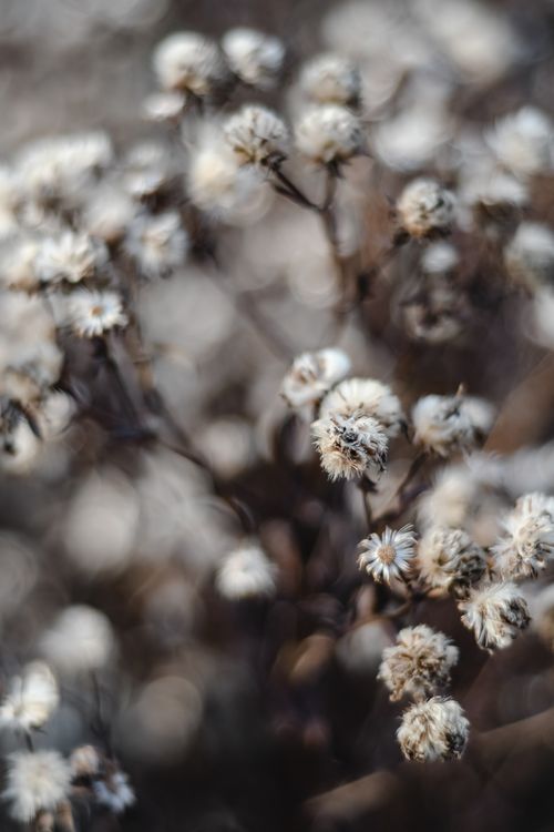 Free Artistic close-up of withered flowers capturing autumn's serene beauty, with shallow depth of field. Stock Photo