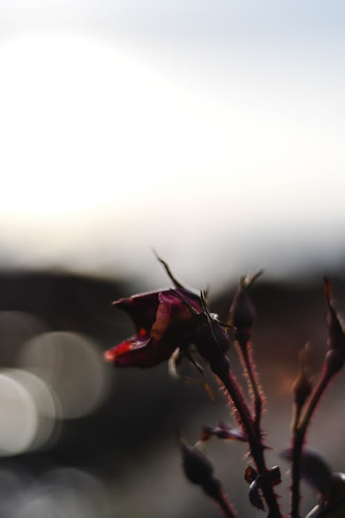 Fleur Séchée Rouge Et Brune Dans La Lentille De Décalage