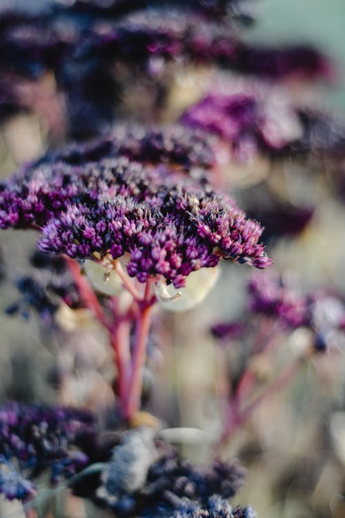 Close-Up Shot of Purple Flowers in Bloom