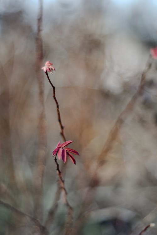 Close-Up Shot of Red Leaves