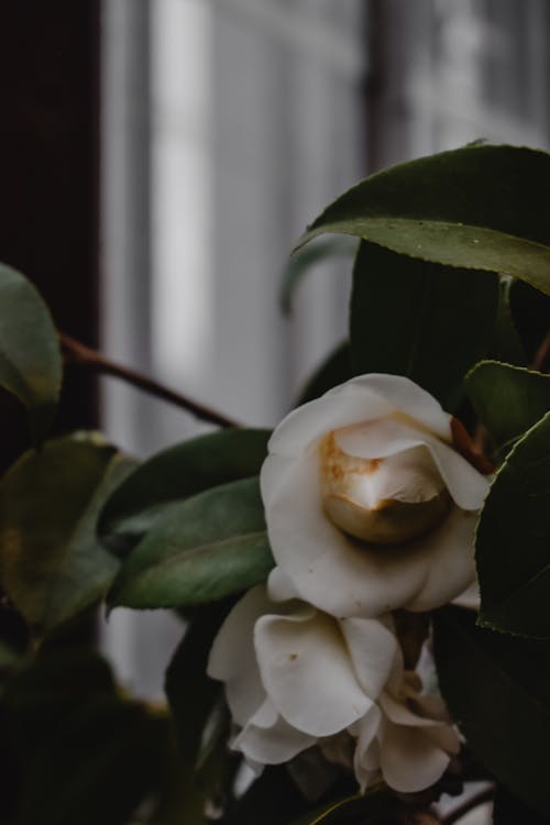 White Rose in Bloom