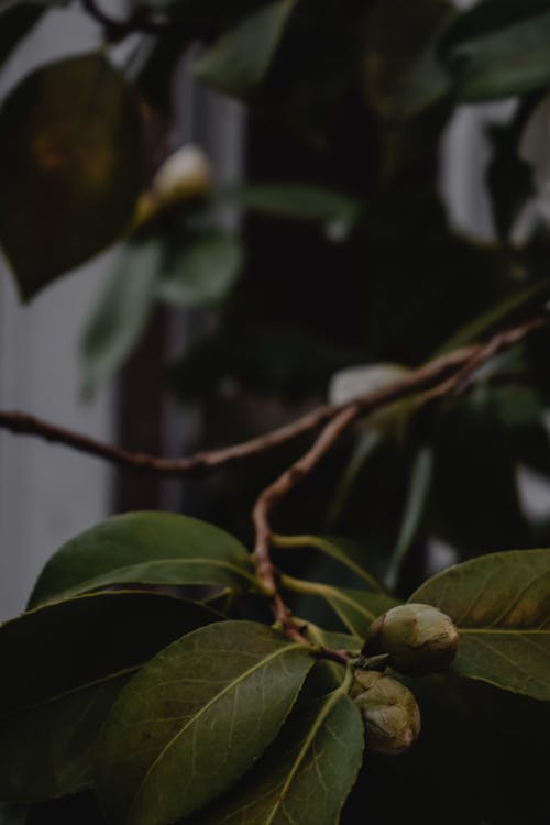 Fruit Rond Vert Sur Une Branche D'arbre