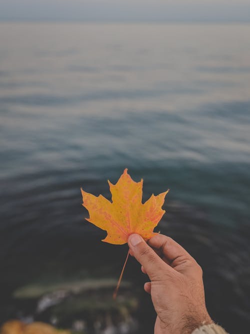 Free Person Holding Yellow Maple Leaf Stock Photo