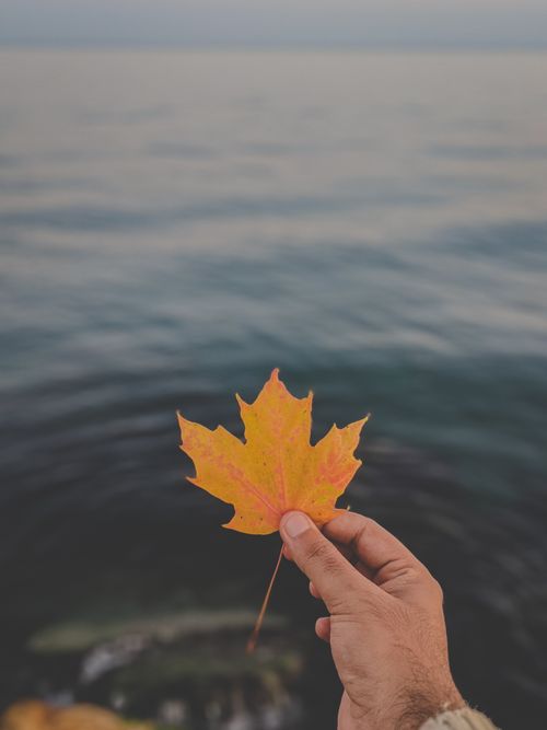 Free A hand holds a vibrant maple leaf against a calm lake, evoking autumn serenity. Stock Photo