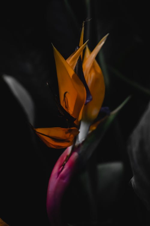 Bunga Kuning Dan Merah Dalam Fotografi Close Up