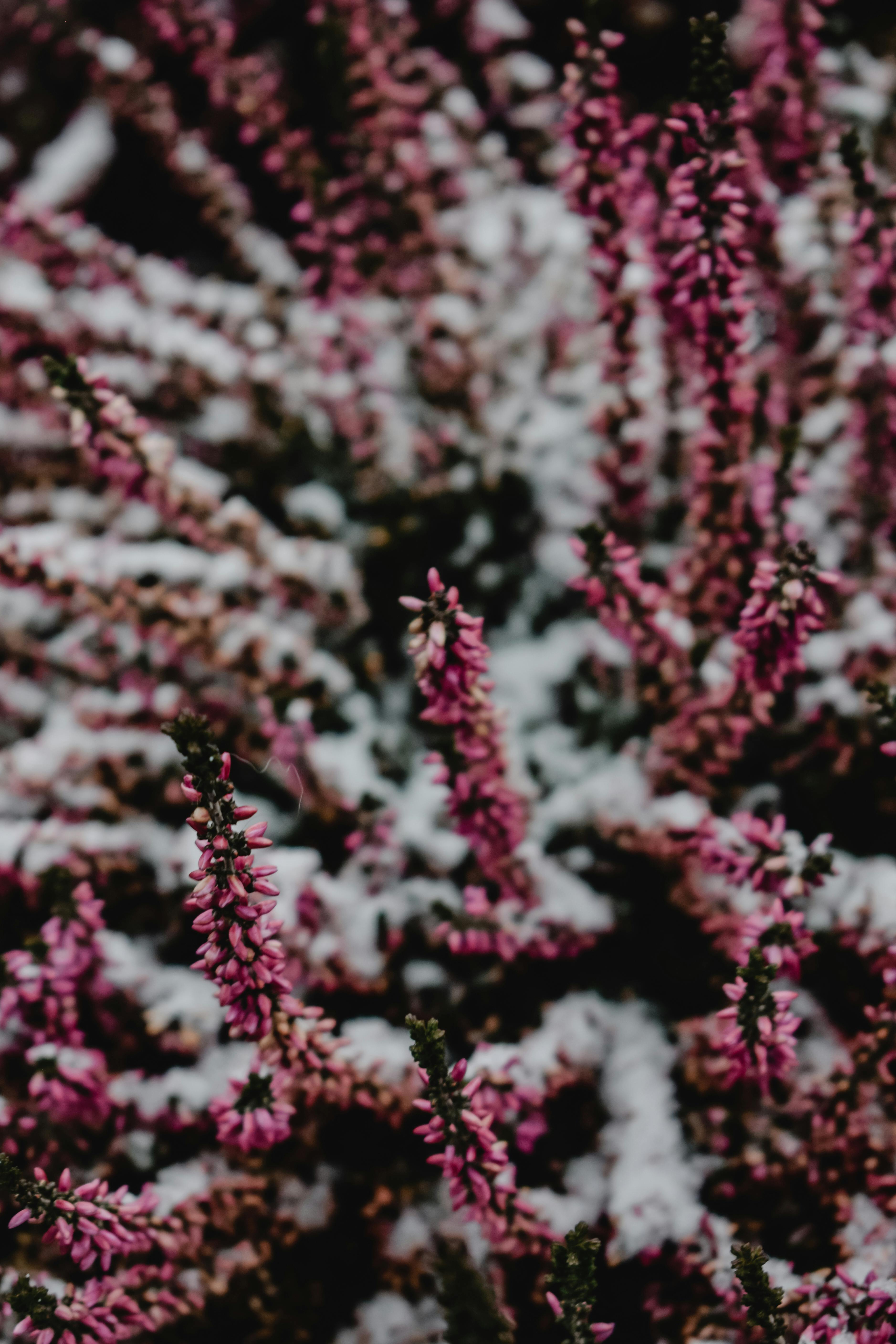 白雪覆盖下，精致的紫色石南花在赫尔辛基的自然景观中轻轻绽放，透出冬日的气息