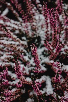 白雪覆盖下，精致的紫色石南花在赫尔辛基的自然景观中轻轻绽放，透出冬日的气息