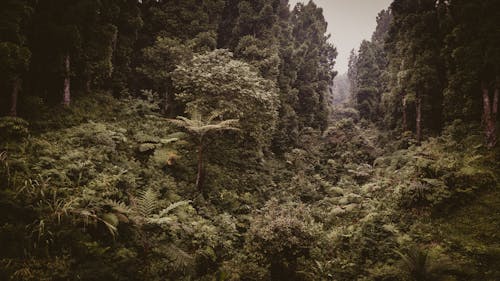 Trees in the Forest