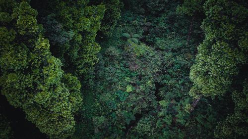 Free Aerial view of lush green tropical forest in Central Java, Indonesia, showcasing dense foliage. Stock Photo