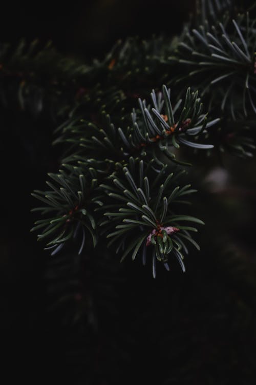 Základová fotografie zdarma na téma detail, flóra, jehličky