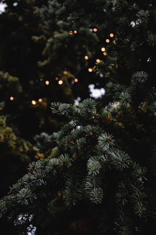 Foto d'estoc gratuïta de ambient nadalenc, arbre de Nadal, decoració nadalenca