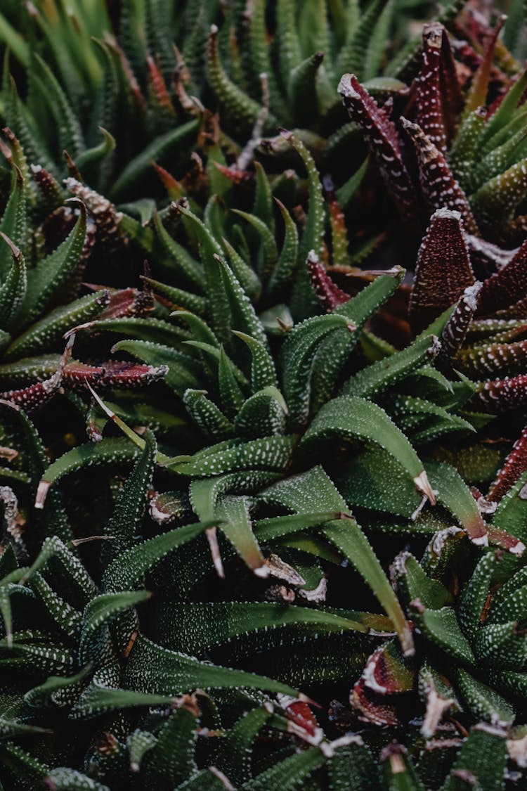 Close-Up Shot Of Haworthia Plants 