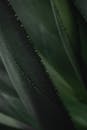 Green Leaf in Close Up Photography