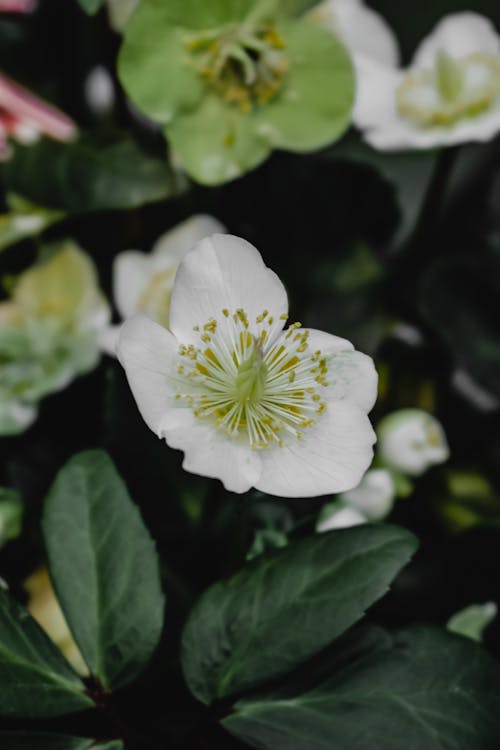 Free White Flower With Green Leaves Stock Photo