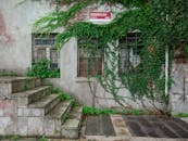 Green Plants on Gray Concrete Wall