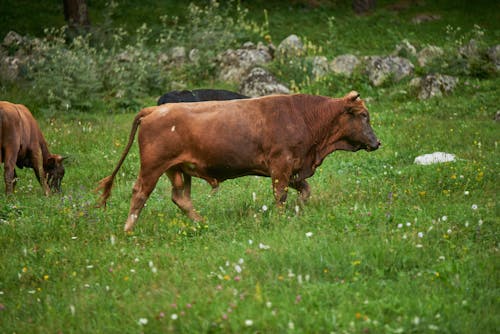 A Brown Cow on a Grassy Field