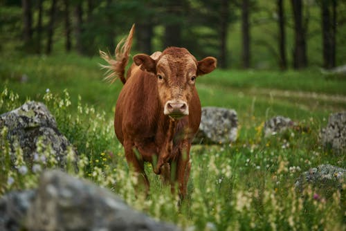 Brown Cattle on a Grass Field