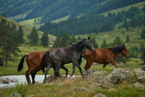 Immagine gratuita di animali della fattoria, animali domestici, bestiame