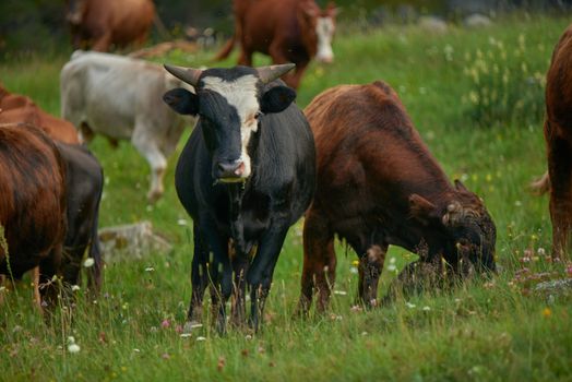 A herd of various cattle breeds grazing on lush green grass in an outdoor pastoral setting.