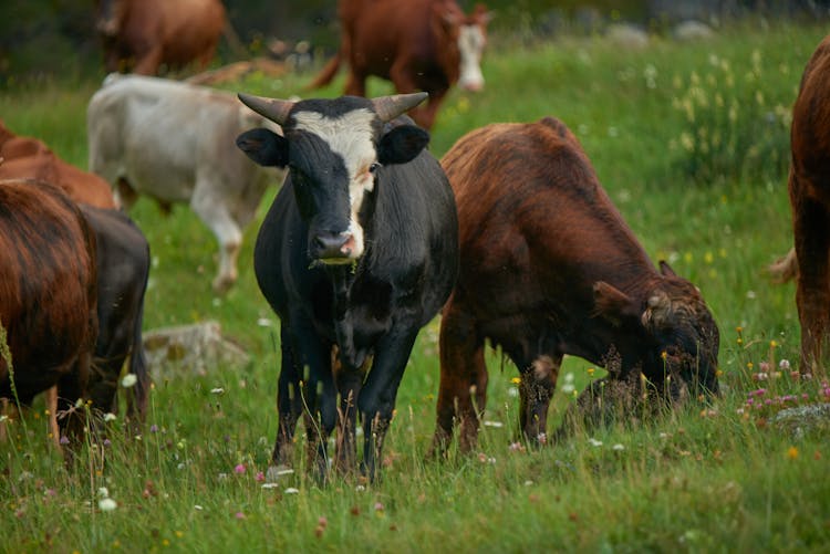 Bulls On The Grass