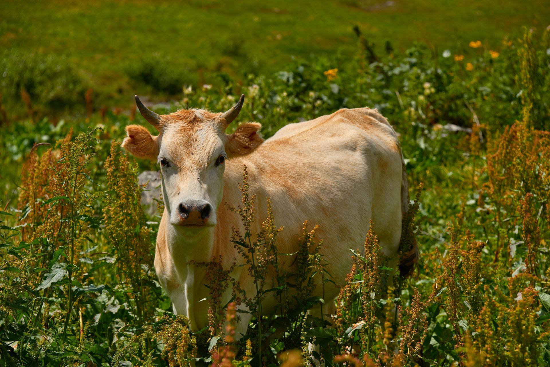 Portrait of Bull on Meadow
