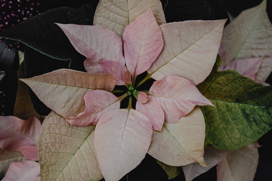 Free Close-up Photo of Poinsettia Plant Stock Photo