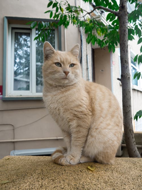 Close-Up Shot of a Beige Domestic Cat Sitting on a Concrete Wall