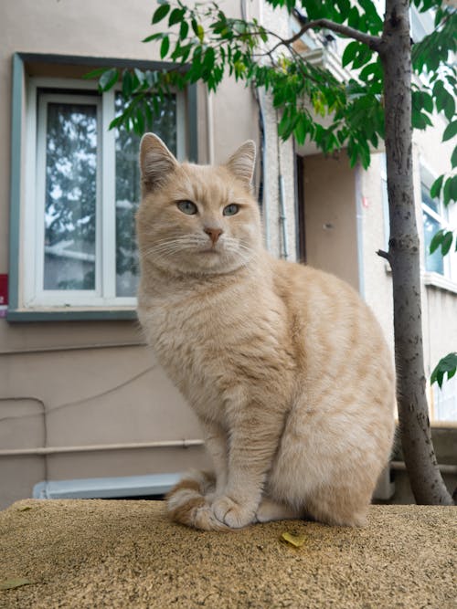 Δωρεάν στοκ φωτογραφιών με tabby cat, αιλουροειδές, Αιλουροειδή