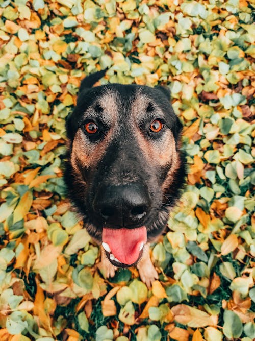 Close-up Photo of a Cute German Shepherd